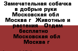 Замечательная собачка в добрые руки - Московская обл., Москва г. Животные и растения » Отдам бесплатно   . Московская обл.,Москва г.